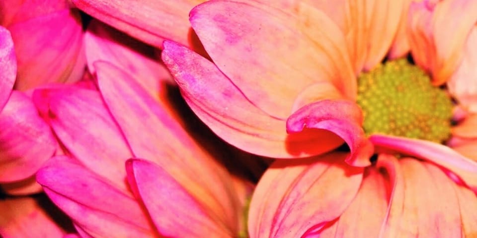 close up photo of a pink flower, with distinct petals.